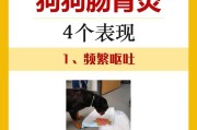 如何处理狗狗呕吐问题（狗狗呕吐的症状及应急措施）