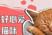 猫咪突然卒死的原因（探究导致猫咪突然卒死的常见原因及预防措施）
