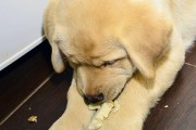 狗狗为何每天早上都会吐黄水？（探究狗狗吐黄水的原因及处理方法）