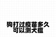 狗狗疫苗后多久出现小包？（了解狗狗疫苗后小包的形成及处理方法）