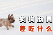 泰迪消化不良，如何选择适合的狗粮？（为你的泰迪选择适合的狗粮，让它远离消化问题）