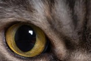 折耳猫眼睛颜色之奥秘（揭开折耳猫眼睛颜色的神秘面纱）
