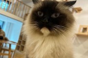 猫如何通过嗅觉和视觉认人（揭秘猫咪神奇的认人能力）
