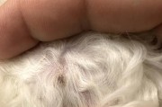 猫咪为什么会生癣？（探索猫咪癣病原因及防治方法）