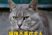 揭秘猫咪不喜欢主人的原因（猫咪行为解读及改善方法，）