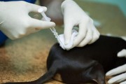 幼犬接种疫苗后的康复时间（探索幼犬接种疫苗后需要多久才能完全康复）