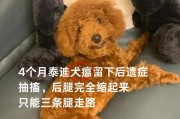 犬瘟的症状及其重要性（了解犬瘟的症状，保护你的毛茸伙伴）