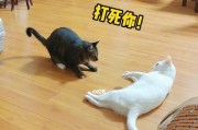 为什么家里的猫咪喜欢打架？（猫咪天性、领地意识、抢食竞争等原因解析）