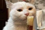 猫咪为何不想吃东西？（探究猫咪食欲不振的原因及解决方法）