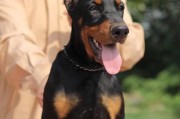 挑选适合的杜宾犬，让你的宠物生活更美满（了解杜宾犬价格和挑选方法，给你的家庭带来欢乐）