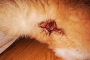 猫屁股挤出的东西是什么？（揭秘猫屁股中的神秘物质）