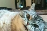 解决宠物猫对主人的恐惧问题（帮助猫咪克服害怕主人的困扰，建立亲密的关系）