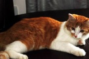 猫脱水的原因和症状（猫咪为什么容易脱水以及如何判断和处理）