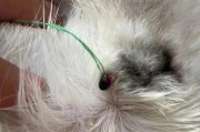 猫咪乳腺肿瘤（详细解读猫咪乳腺肿瘤的症状及治疗方法）