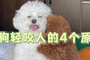 狗狗咬人的5种原因揭秘（从恐惧到疼痛，了解咬人的背后原因）