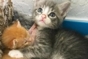 刚断奶的猫可以吃什么？（一份详细的喂养指南）