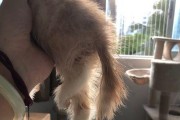 狗狗下痢怎么办？（教你如何应对狗狗下痢，让它快快康复）