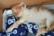三周的猫（了解幼猫的饮食需求与喂养方法）