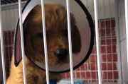 金毛犬细小病调理指南（细小病防治方法与药物调理详解）