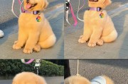金毛犬一个多月的饮食指南（了解金毛犬的营养需求，健康成长）