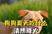 狗不孕的调理方法（以饮食、运动和草药为主，关注狗狗的健康与生育能力。）