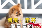 博美犬的叫声之谜（探究博美犬独特叫声的原因与意义）