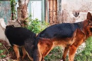 如何科学地喂养德国牧羊犬（合理的饮食配方和喂养方法）