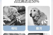 泰迪狗何时应以犬粮为主食？（养泰迪狗主人必读！正确喂养泰迪狗的时间表）