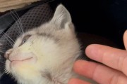猫的胡子（揭开猫胡子的秘密与重要性）