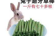 荷兰猪的牙齿磨损（荷兰猪磨牙的重要性及合适的磨牙工具）