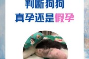 狗狗怀孕多久会出现假孕？（假孕的症状及处理方法）
