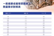 如何饲养健康的缅因猫（宠物爱好者必看的养猫指南）