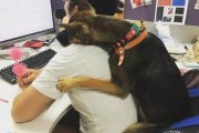 上班族怎样照顾狗狗（宠物犬需要的关爱和注意事项）