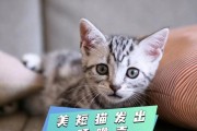 以美短猫喂什么？（了解美短猫的饮食需求，为它们提供健康饮食）
