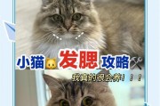 公猫为何会发腮（探秘公猫发腮原因及如何引发）
