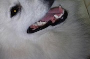 以萨摩什么时候换牙齿？（了解萨摩犬牙齿换牙的时机和注意事项）