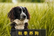 养宠物的注意事项（宠物带来的快乐与责任）