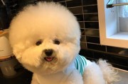 城市养狗的最佳选择——小型犬种（小巧便捷的城市伴侣，理想的宠物选择）