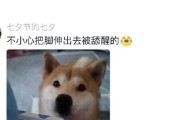 小狗为什么喜欢跟着人？（探索小狗对人类的依赖与亲近）