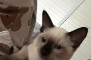暹罗猫的排便习性与特点（揭秘暹罗猫的拉屎样貌及其原因）