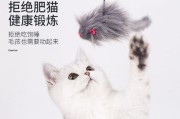 猫咪的乐园——玩具小老鼠（探秘猫咪喜欢玩具小老鼠的原因和种类）