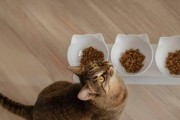 如何让宠物猫增肥？如何健康饮食？