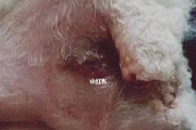 狗狗肛门腺发炎的原因、症状和治疗方法（了解肛门腺发炎的关键，保护您的爱犬健康）