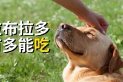 拉布拉多的日常饮食及营养需求（揭秘拉布拉多最爱的食物和饮食习惯）
