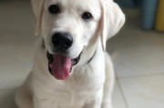 拉布拉多（拥有高智商和多功能的优秀犬种）