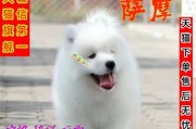 大白熊犬为什么价格便宜？（探究大白熊犬价格低廉的原因）