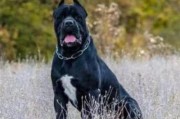 卡斯罗幼犬的品相特点（探索卡斯罗幼犬的外貌特征和品质）