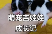 吉娃娃的饮食禁忌——不能喂食的食物（小狗主人必看，这些食物千万别喂给吉娃娃）