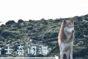 夏天哈士奇需要服用的药物是什么？（关于夏天给哈士奇服用药物的必要性和注意事项）