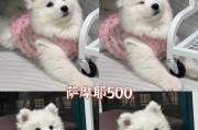 萨摩耶喂食频率指南（萨摩耶喂食频率、注意事项及建议）